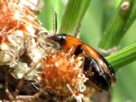Stenolophus teutonus, Bunter Scheibenhalsläufer