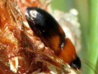 Stenolophus teutonus, Bunter Scheibenhalsläufer