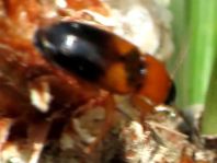 Stenolophus teutonus, Bunter Scheibenhalsläufer