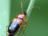 Stenolophus teutonus, Bunter Scheibenhalsläufer