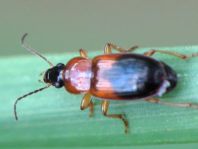 Stenolophus teutonus, Bunter Scheibenhalsläufer