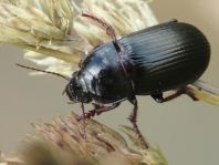 Zabrus tenebrioides