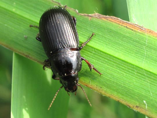 Zabrus tenebrioides
