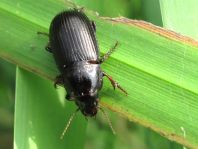 Zabrus tenebrioides