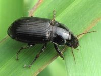 Zabrus tenebrioides