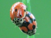 Zehnpunkt Marienkäfer, Adalia decempunctata