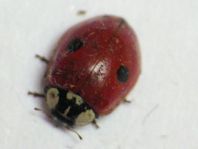 Zweipunkt Marienkäfer, Adalia bipunctata