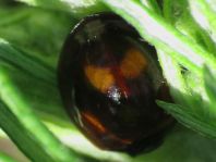 Zweipunkt Marienkäfer, Adalia bipunctata