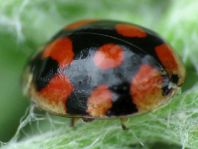 Zehnpunkt Marienkäfer, Adalia decempunctata