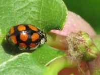 Zehnpunkt Marienkäfer, Adalia decempunctata
