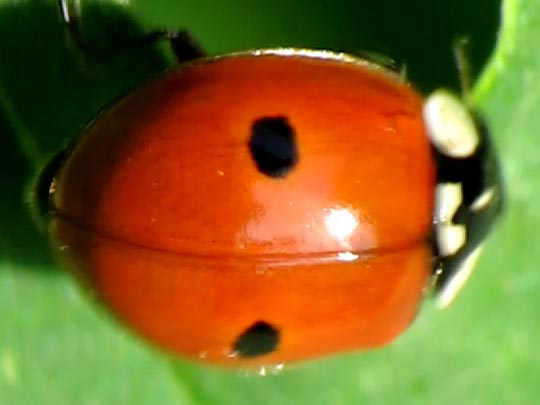 Zweipunkt-Marienkäfer, Adalia bipunctata