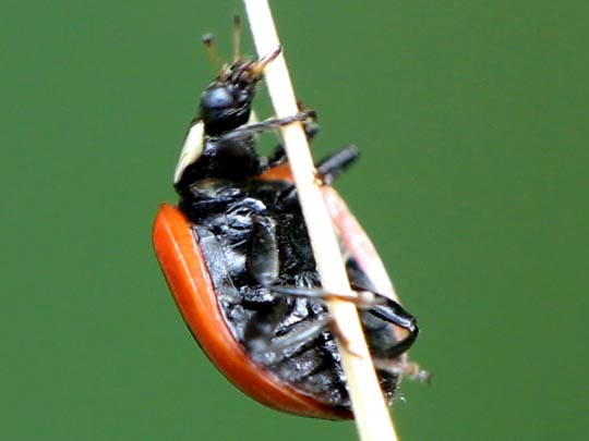 Zweipunkt-Marienkäfer, Adalia bipunctata
