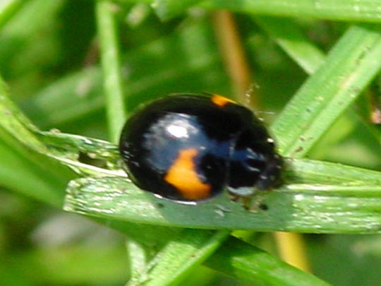 Zehnpunkt-Marienkäfer, Adalia decempunctata