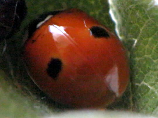 Zweipunkt-Marienkäfer, Adalia bipunctata