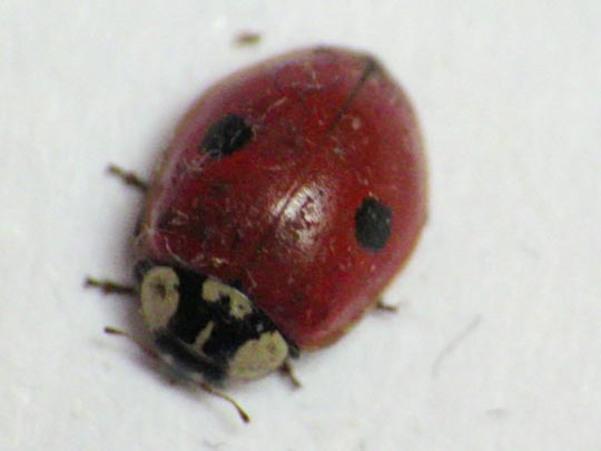 Zweipunkt-Marienkäfer, Adalia bipunctata