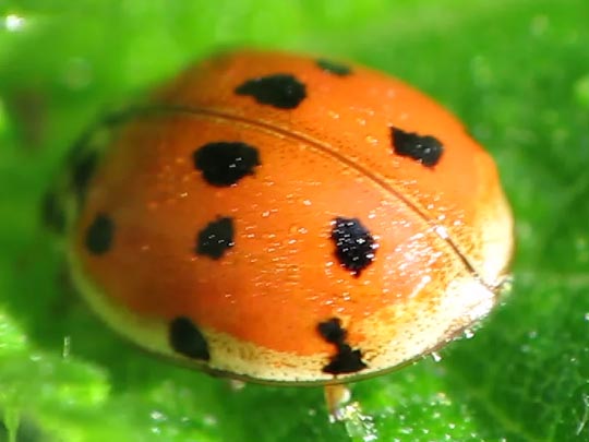 Zehnpunkt-Marienkäfer, Adalia decempunctata