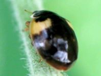 Zehnpunkt Marienkäfer, Adalia decempunctata