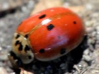 Zehnpunkt Marienkäfer, Adalia decempunctata