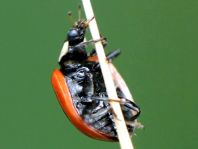 Zweipunkt Marienkäfer, Adalia bipunctata