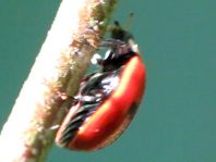 Zweipunkt Marienkäfer, Adalia bipunctata