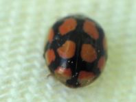 Zehnpunkt Marienkäfer, Adalia decempunctata