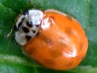 Zehnpunkt Marienkäfer, Adalia decempunctata