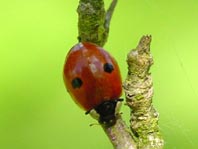 Zweipunkt Marienkäfer, Adalia bipunctata