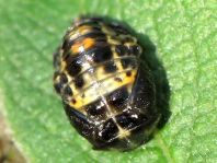 Zweipunkt Marienkäfer, Adalia bipunctata