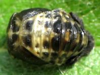 Zweipunkt Marienkäfer, Adalia bipunctata