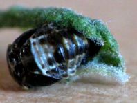 Zweipunkt Marienkäfer, Adalia bipunctata