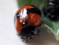 Zweipunkt Marienkäfer, Adalia bipunctata