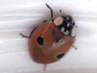 Zweipunkt Marienkäfer, Adalia bipunctata