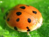 Zehnpunkt Marienkäfer, Adalia decempunctata