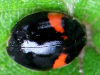 Zehnpunkt Marienkäfer, Adalia decempunctata