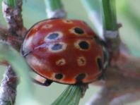 Augenmarienkäfer, Anatis ocellata
