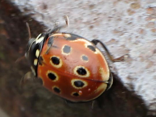 Augenmarienkäfer, Anatis ocellata