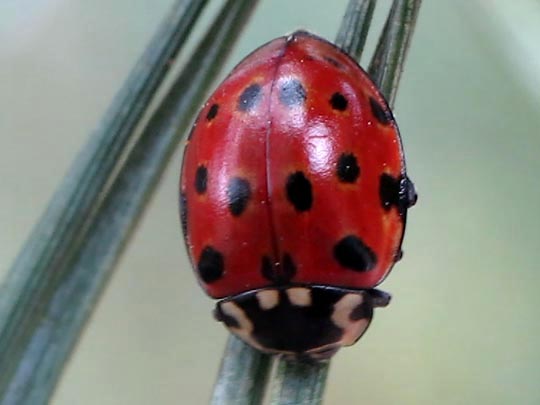 Augenmarienkäfer, Anatis ocellata
