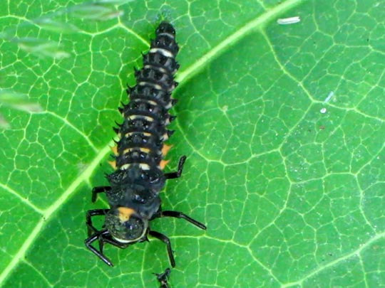 Augenmarienkäfer, Anatis ocellata