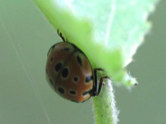Augenmarienkäfer, Anatis ocellata