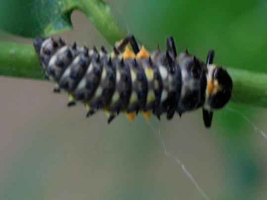 Augenmarienkäfer, Anatis ocellata, Larve