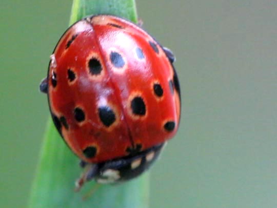 Augenmarienkäfer, Anatis ocellata