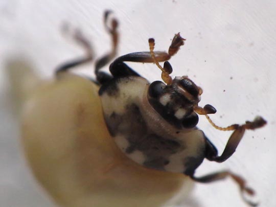 Augenmarienkäfer, Anatis ocellata