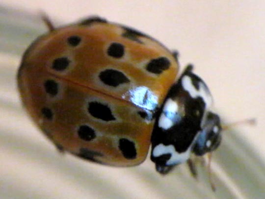 Augenmarienkäfer, Anatis ocellata