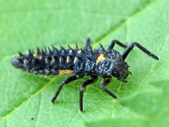 Augenmarienkäfer, Anatis ocellata