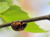 Augenmarienkäfer, Anatis ocellata
