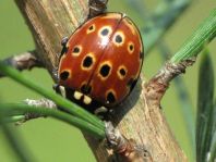 Augenmarienkäfer, Anatis ocellata