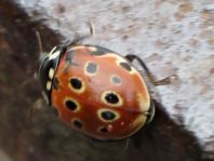 Augenmarienkäfer, Anatis ocellata