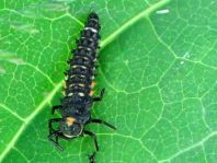 Augenmarienkäfer, Anatis ocellata