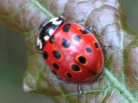Augenmarienkäfer, Anatis ocellata