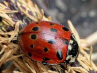 Augenmarienkäfer, Anatis ocellata